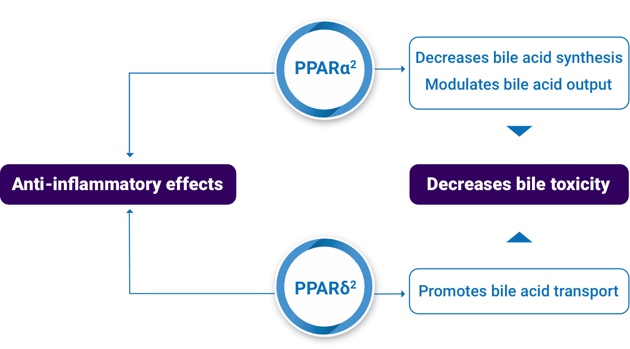 Schematic showing how PPAR pathways contribute to anti-inflammatory effects and decreasing bile toxicity