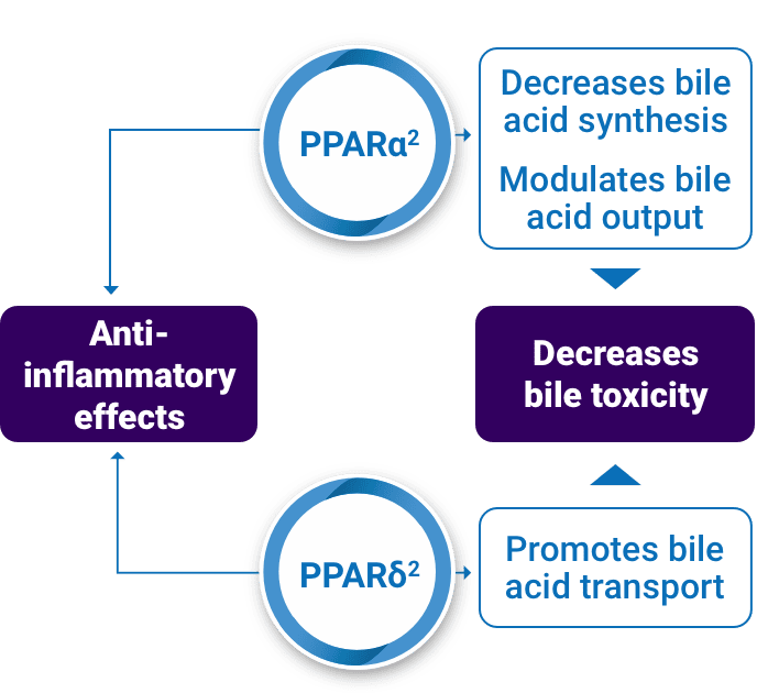 Schematic showing how PPAR pathways contribute to anti-inflammatory effects and decreasing bile toxicity